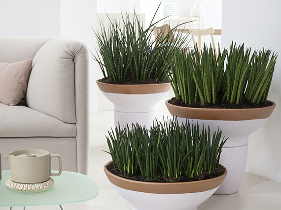 Minimalistas sansevierias